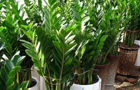 使用植物凈化室內環境要禁忌哪幾點? 使用植物凈化室內環境要禁忌哪幾點?