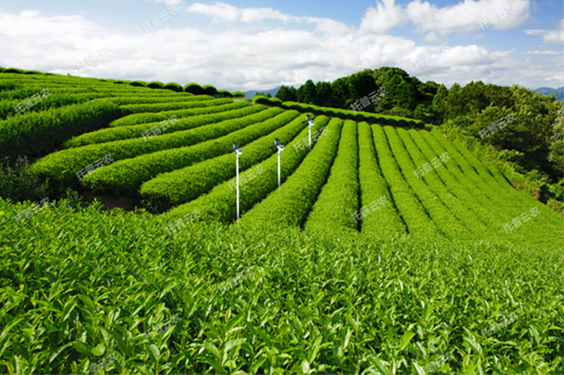 什么智慧茶園? 什么智慧茶園?